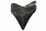 Serrated, Juvenile Megalodon Tooth - South Carolina #341494-1